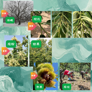 栗子成長