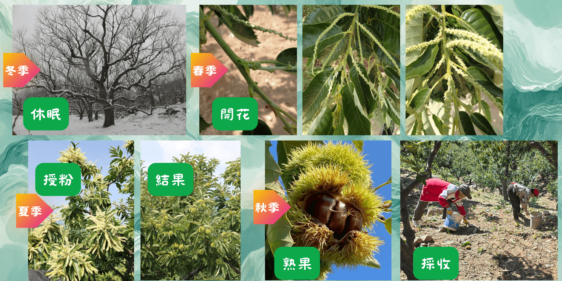 栗子生長週期介紹